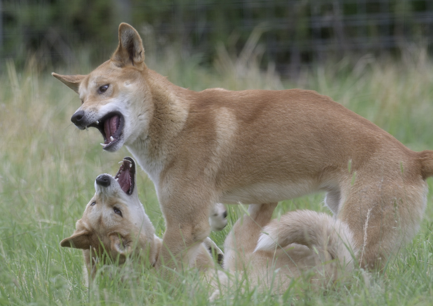 Dingos playing
