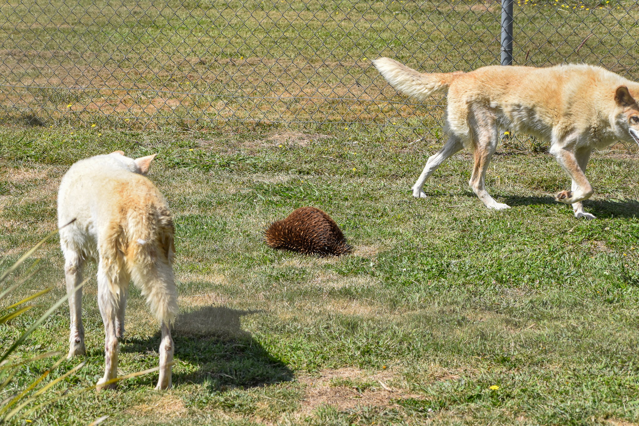 Dingos with wild echidna