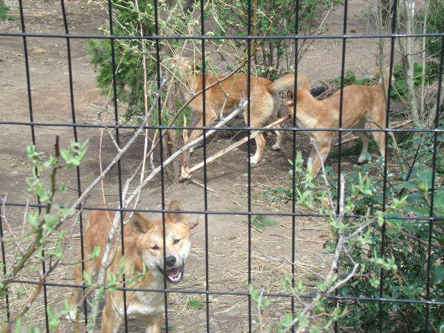Dingos