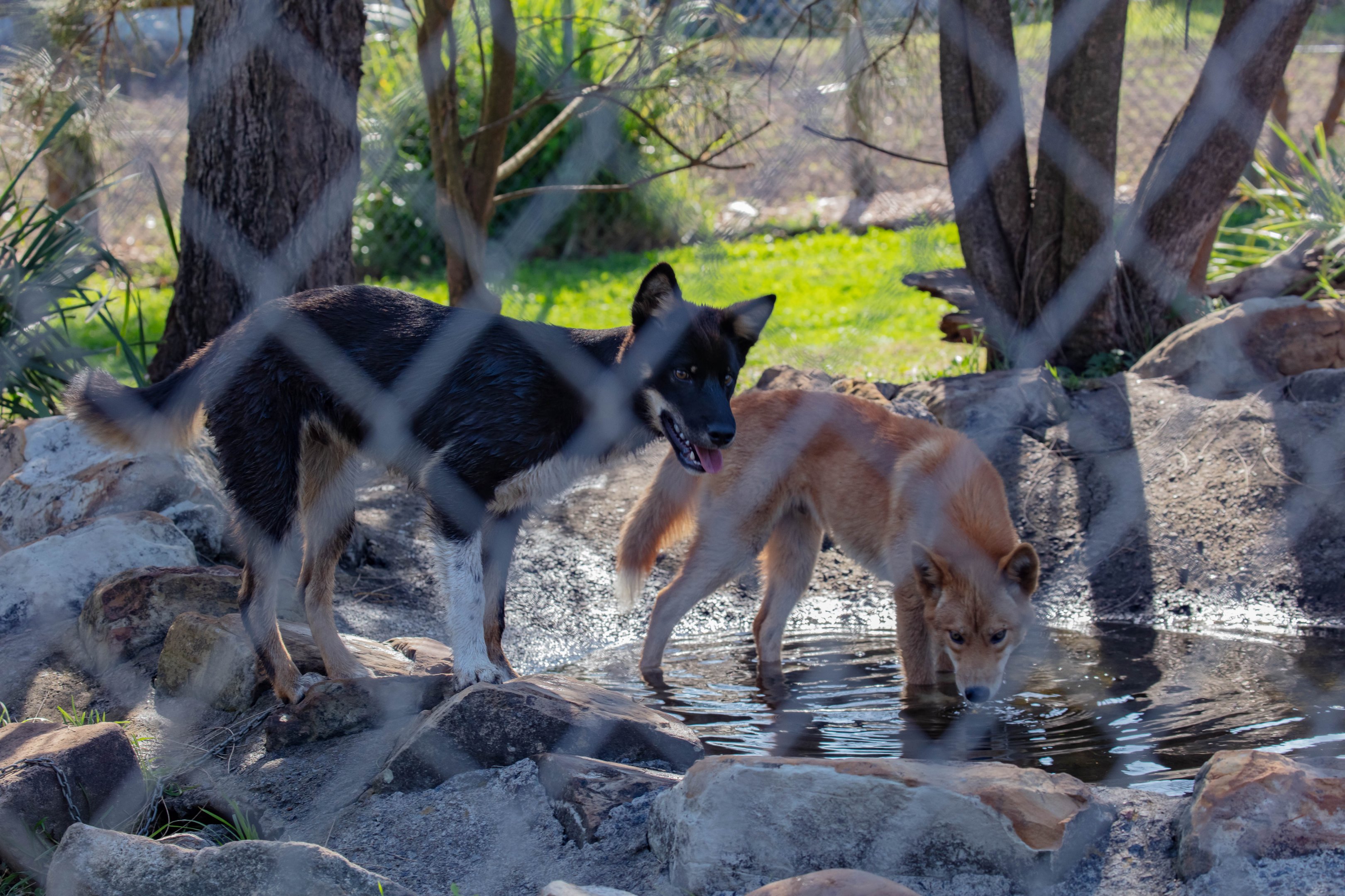 Dingos