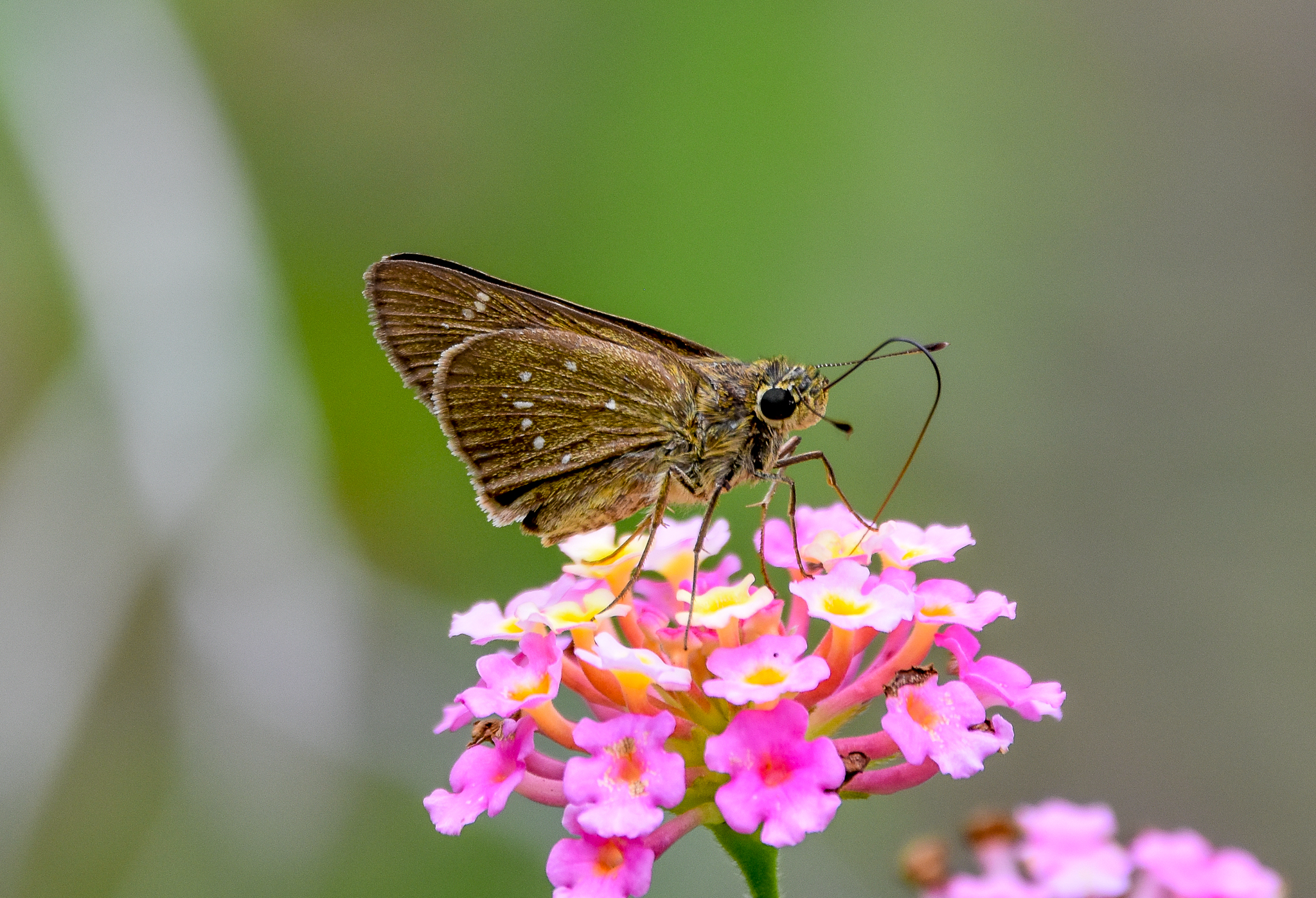 Dingy Swift, Pelopidas agna