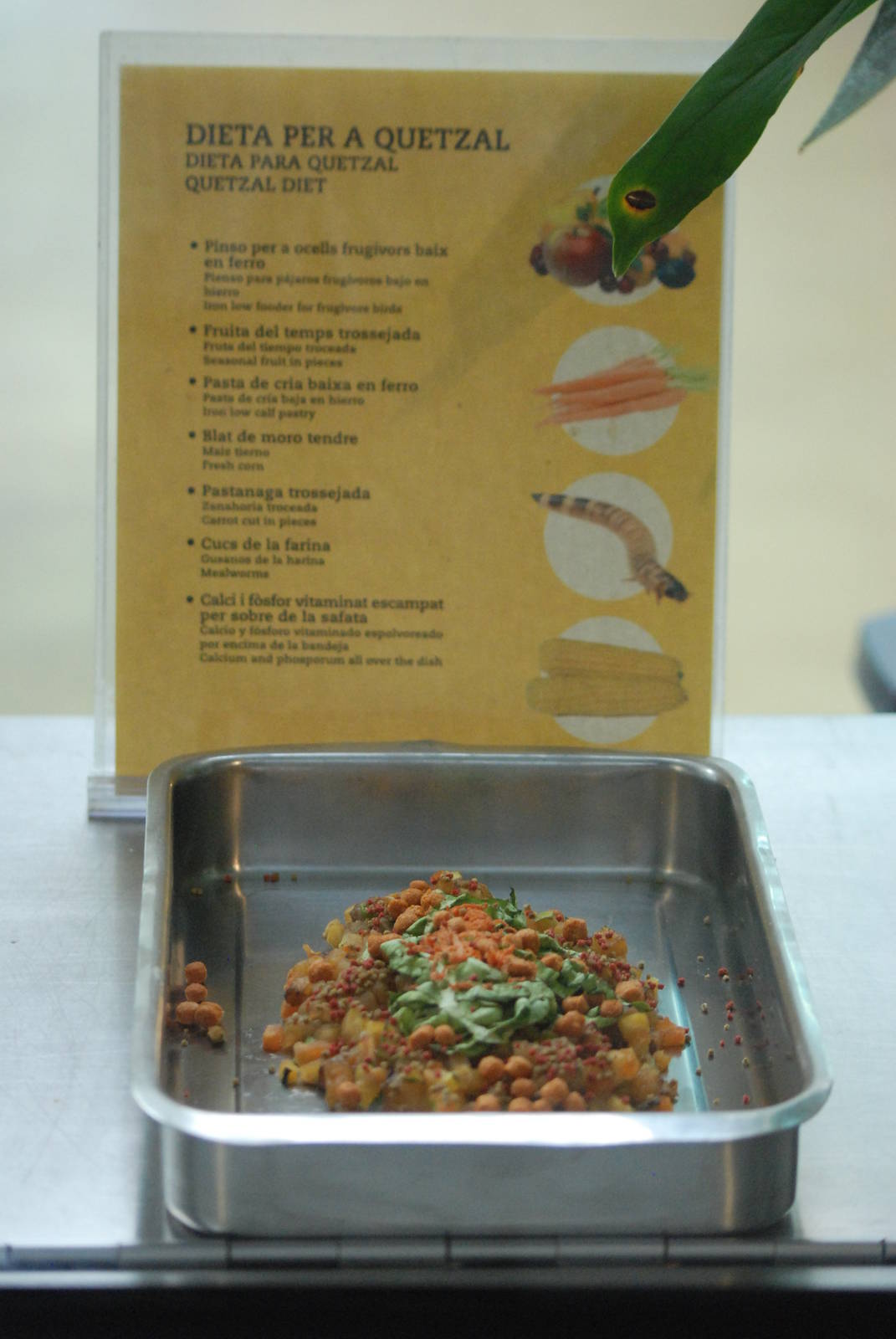 Dinner for a Quetzal at Barcelona, 30/05/11