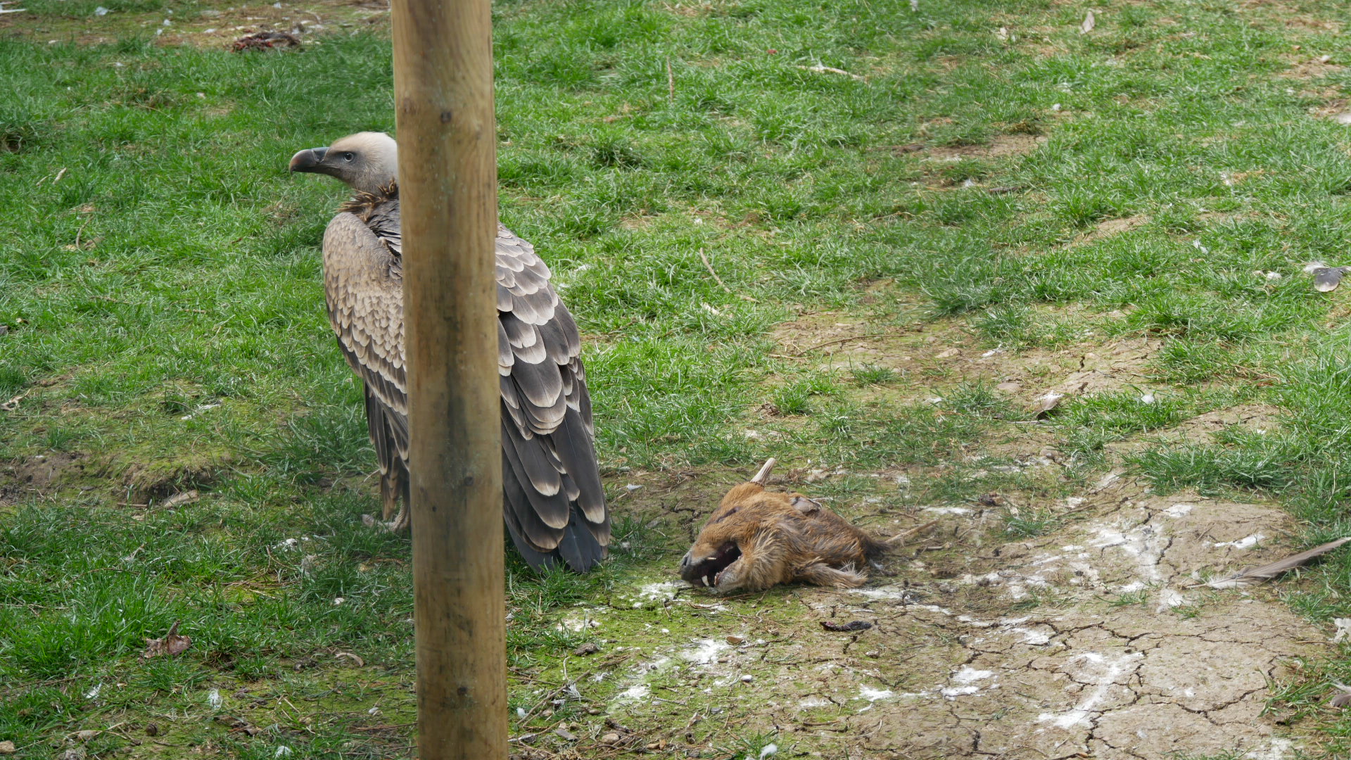 Dinner for the Griffon Vultures