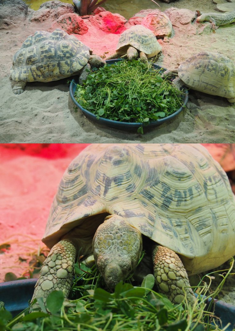 Dinner time for Leopard tortoises (Stigmochelys pardalis), 2020-09-02