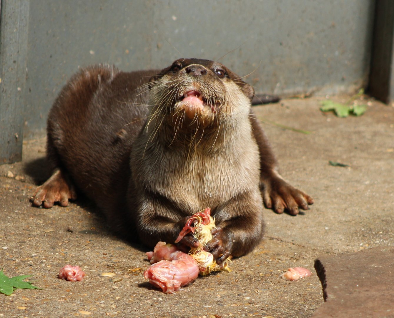 Dinner-time for the Asian small-clawed otter