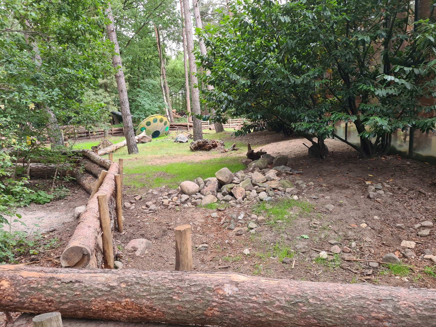 Dino forest - Aldabra giant tortoise yard