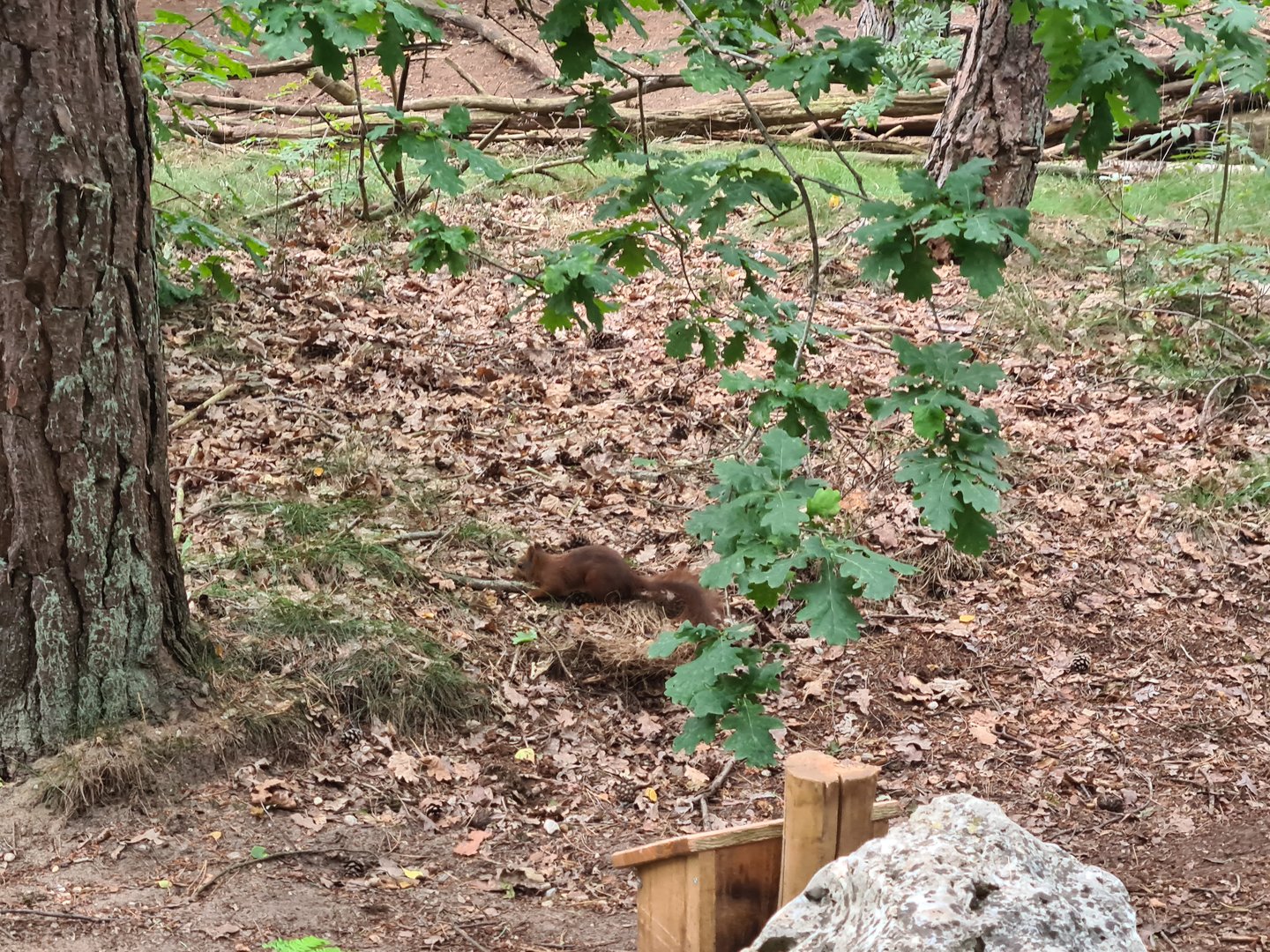 Dino forest - Wild squirrel