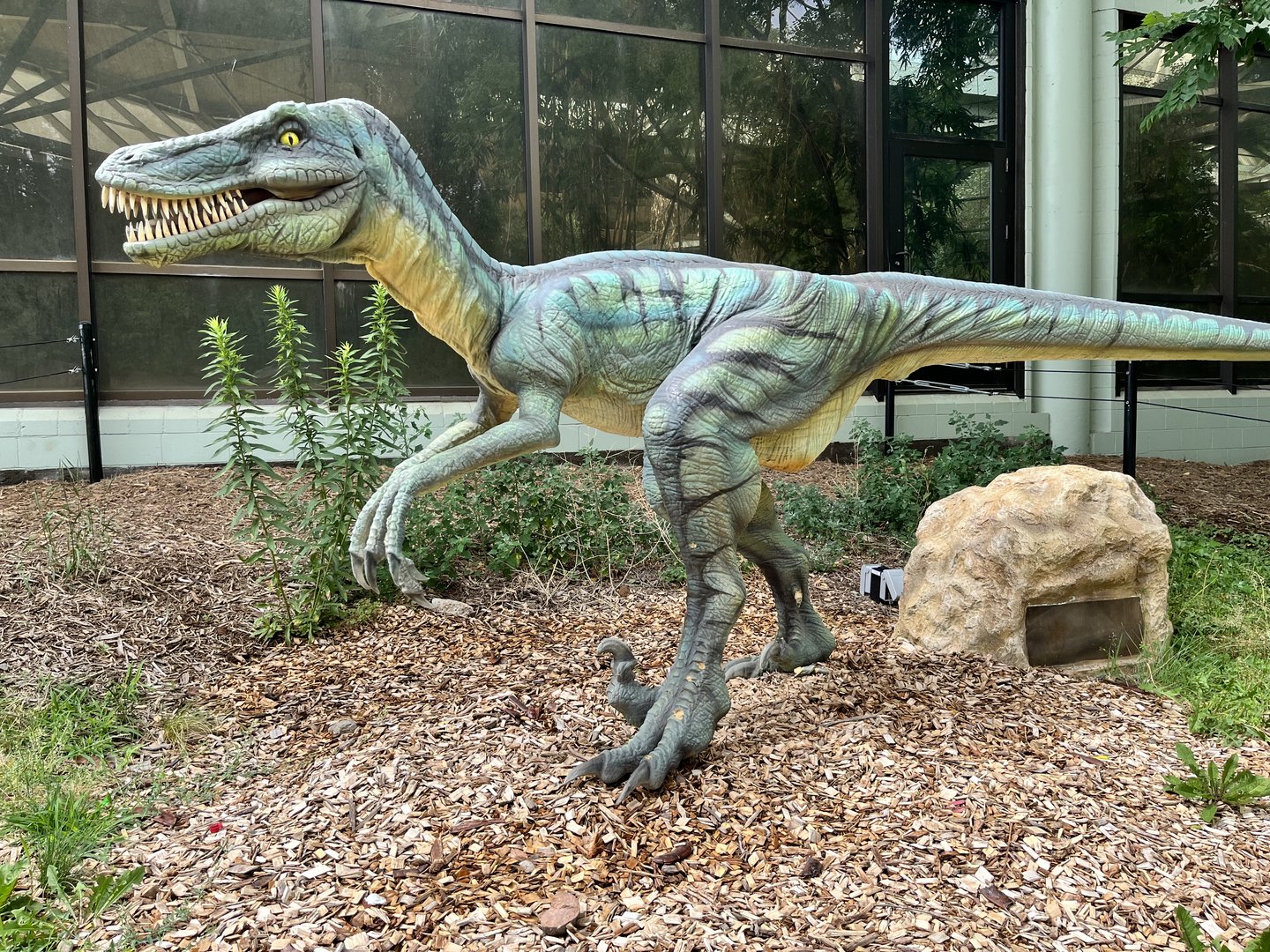 Dino Hideout - Deinonychus Animatronic