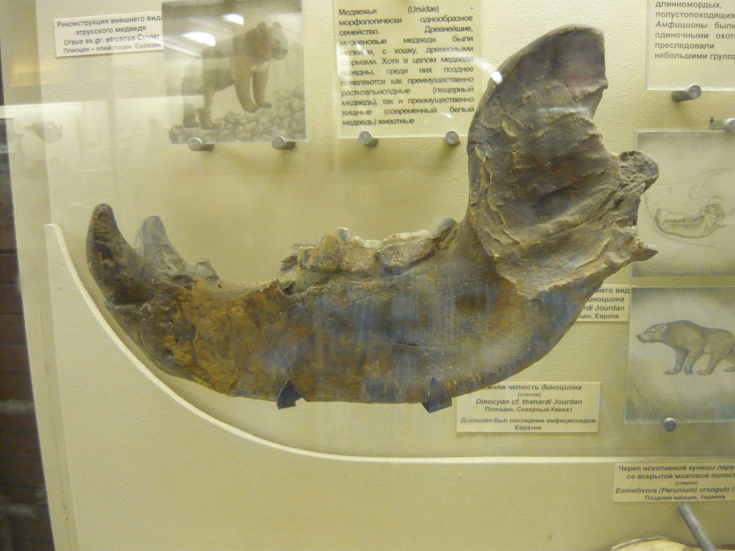 Dinocyon cf. thenardi mandible (cast)