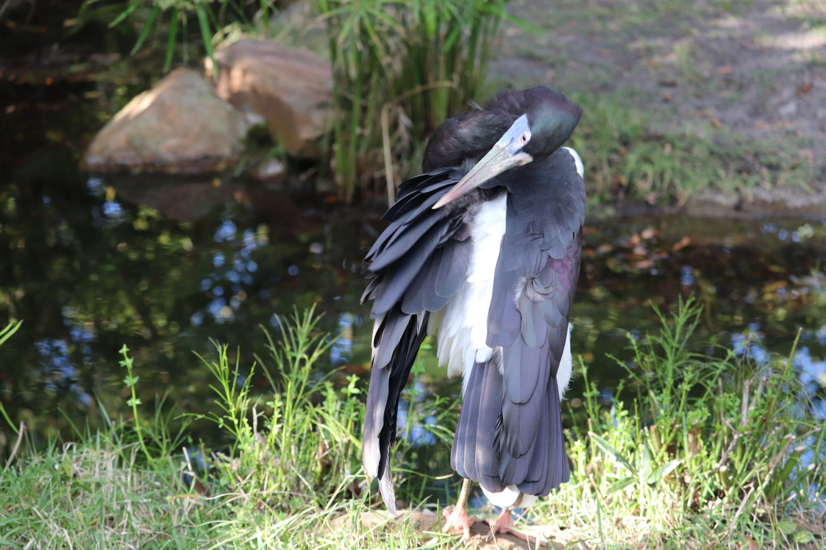 Dinoland U.S.A - Abdim's Stork