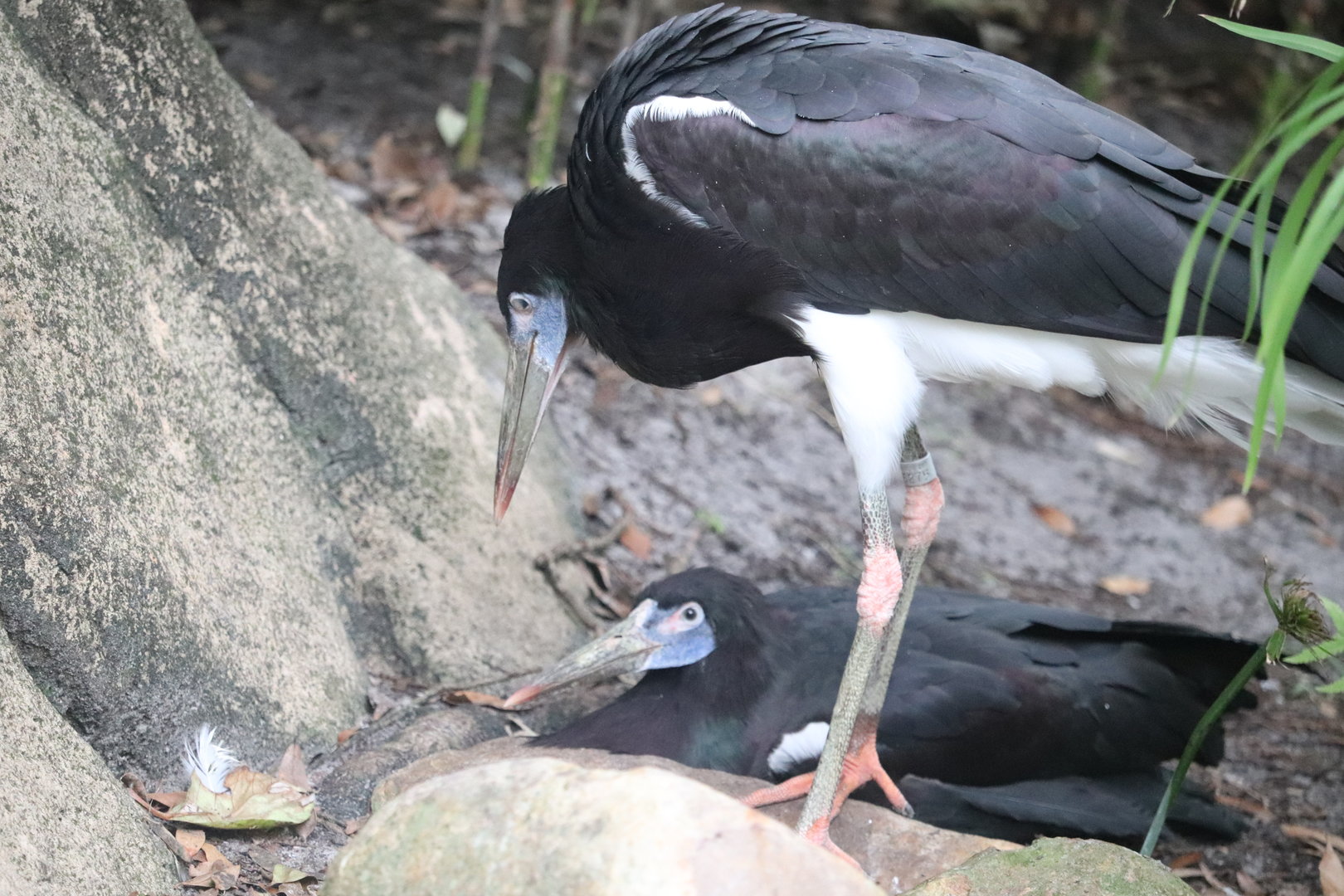 Dinoland U.S.A. - Abdim's Stork