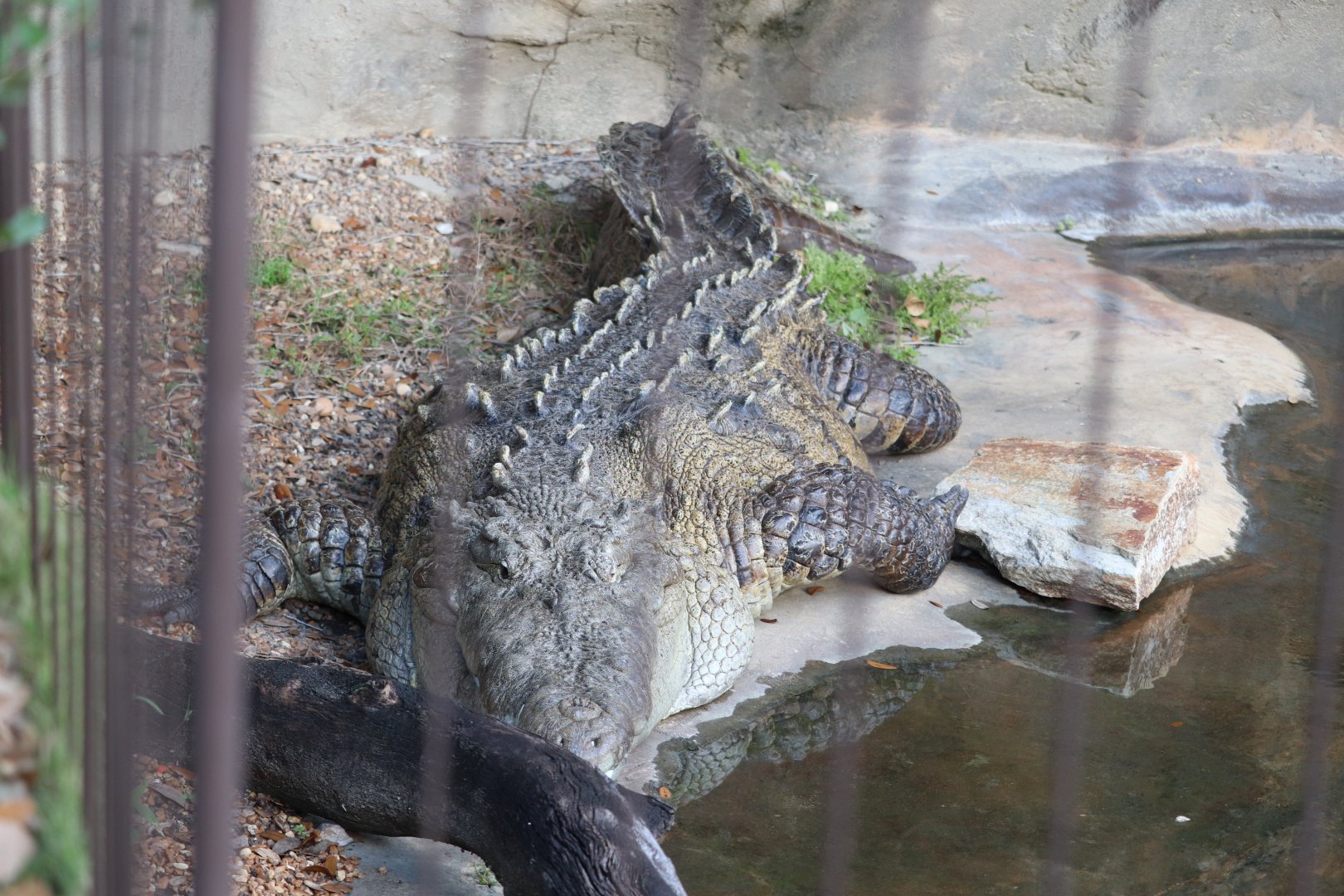 Dinoland U.S.A - American Crocodile