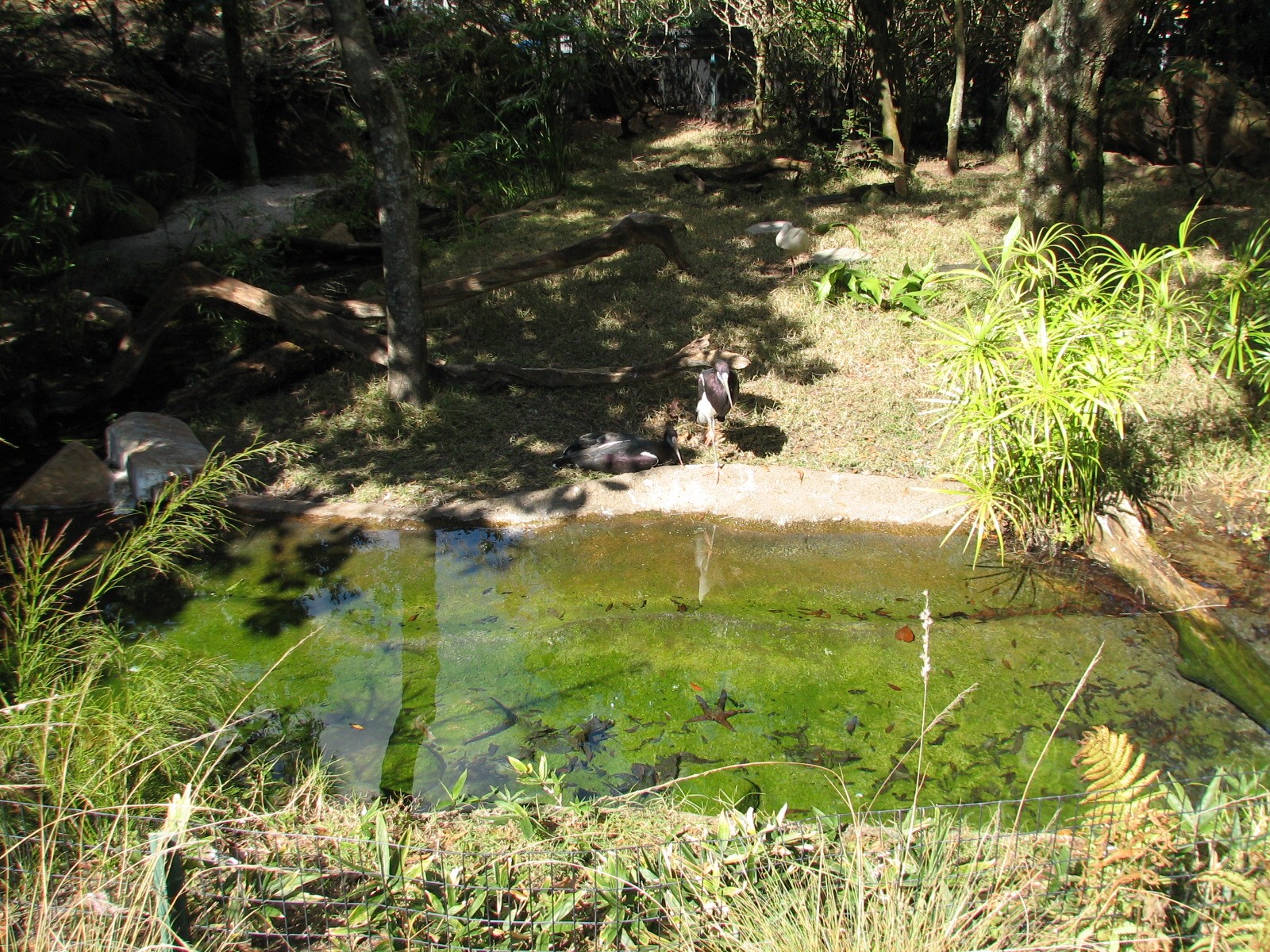 DinoLand U.S.A. - Asian Brown Tortoise and Abdims Stork Exhibit