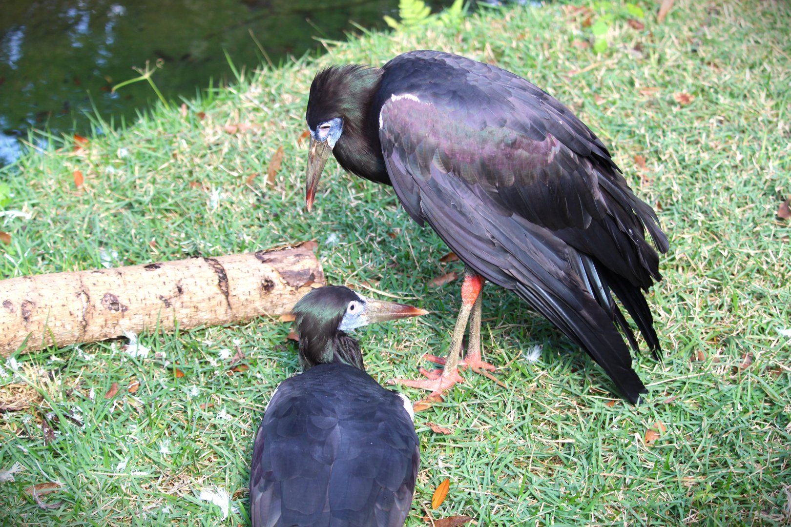 Dinoland, USA - Abdim's Storks