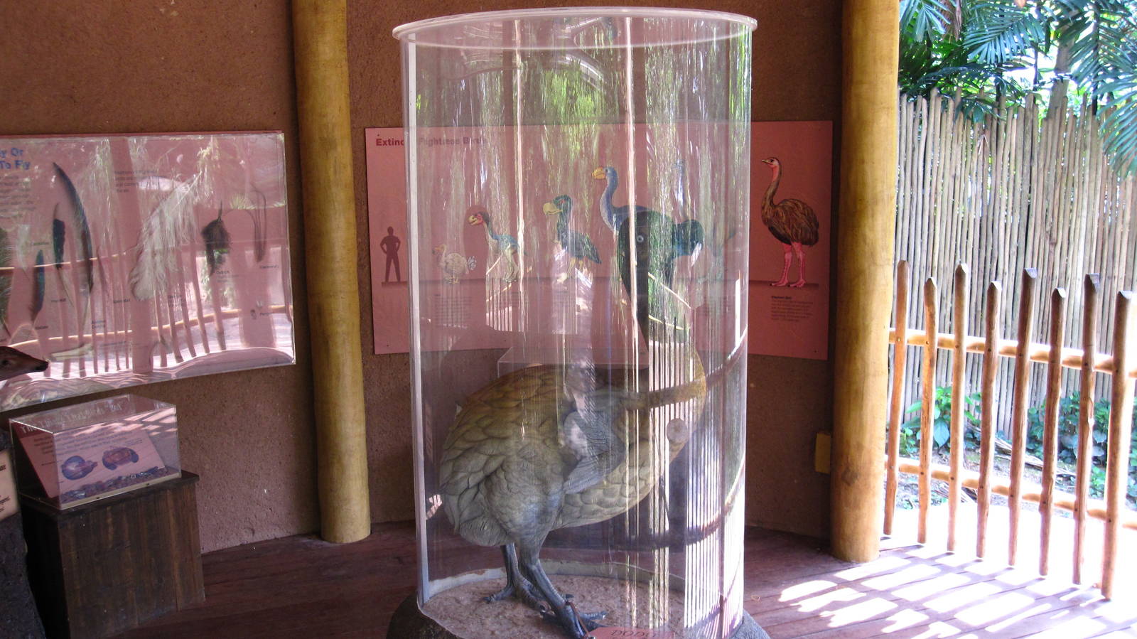 Dinosaur Descendants - Dodo