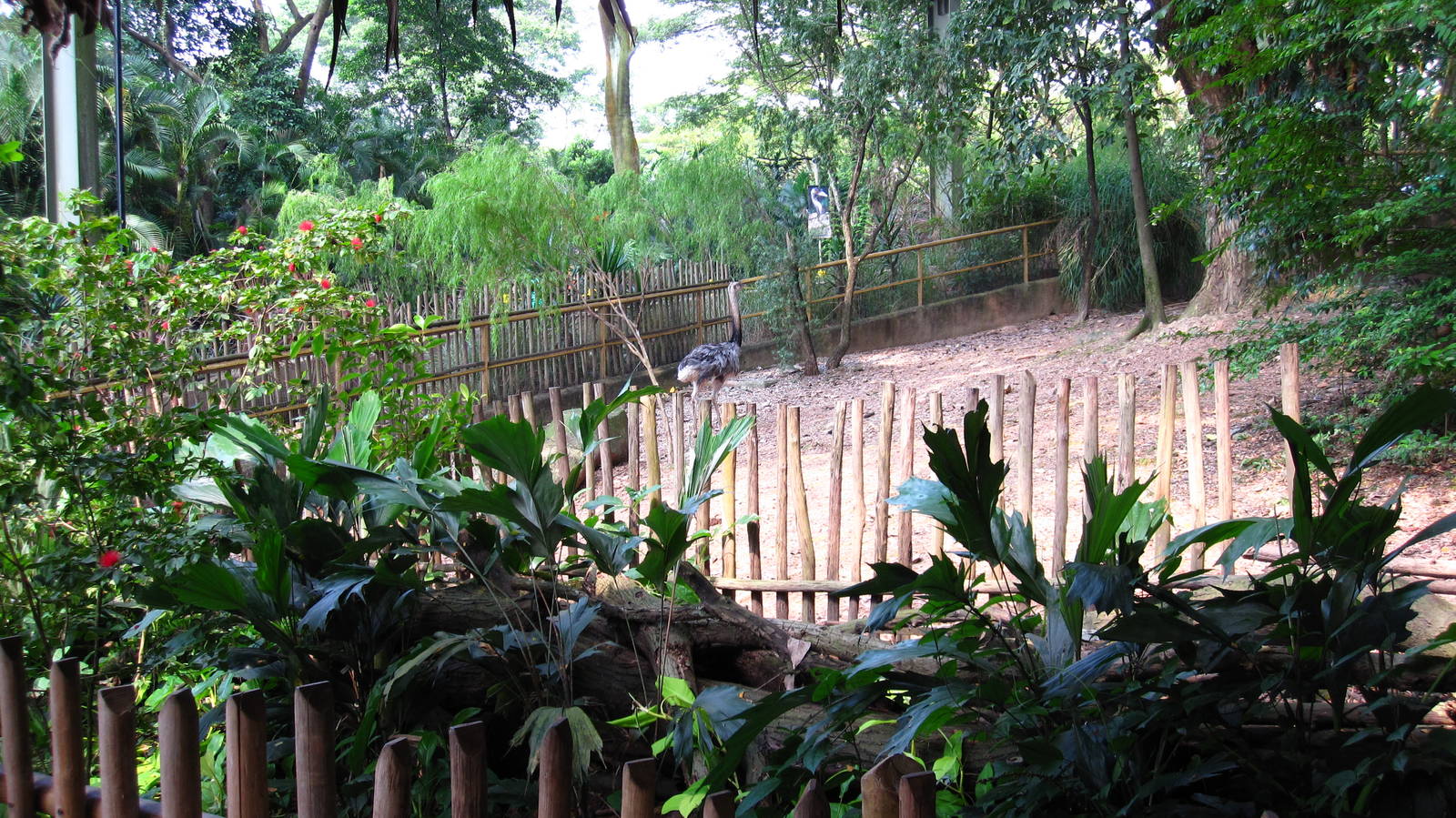 Dinosaur Descendants - Greater Rhea