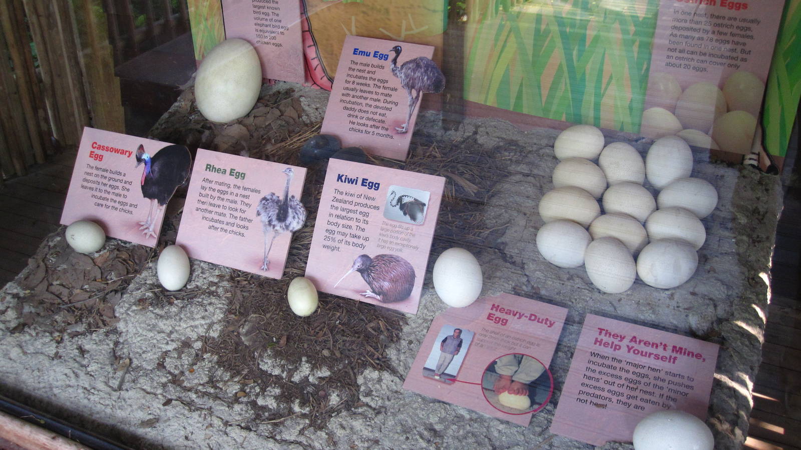 Dinosaur Descendants - Interpretive