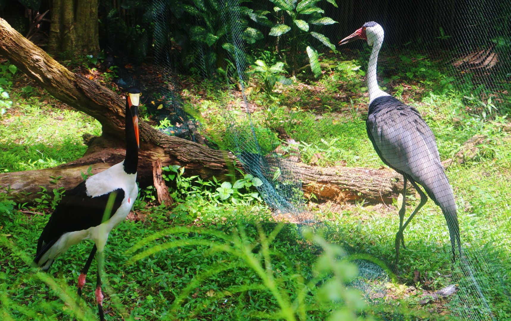 Dinosaur Descendants - Saddle-billed Stork and Wattled Crane