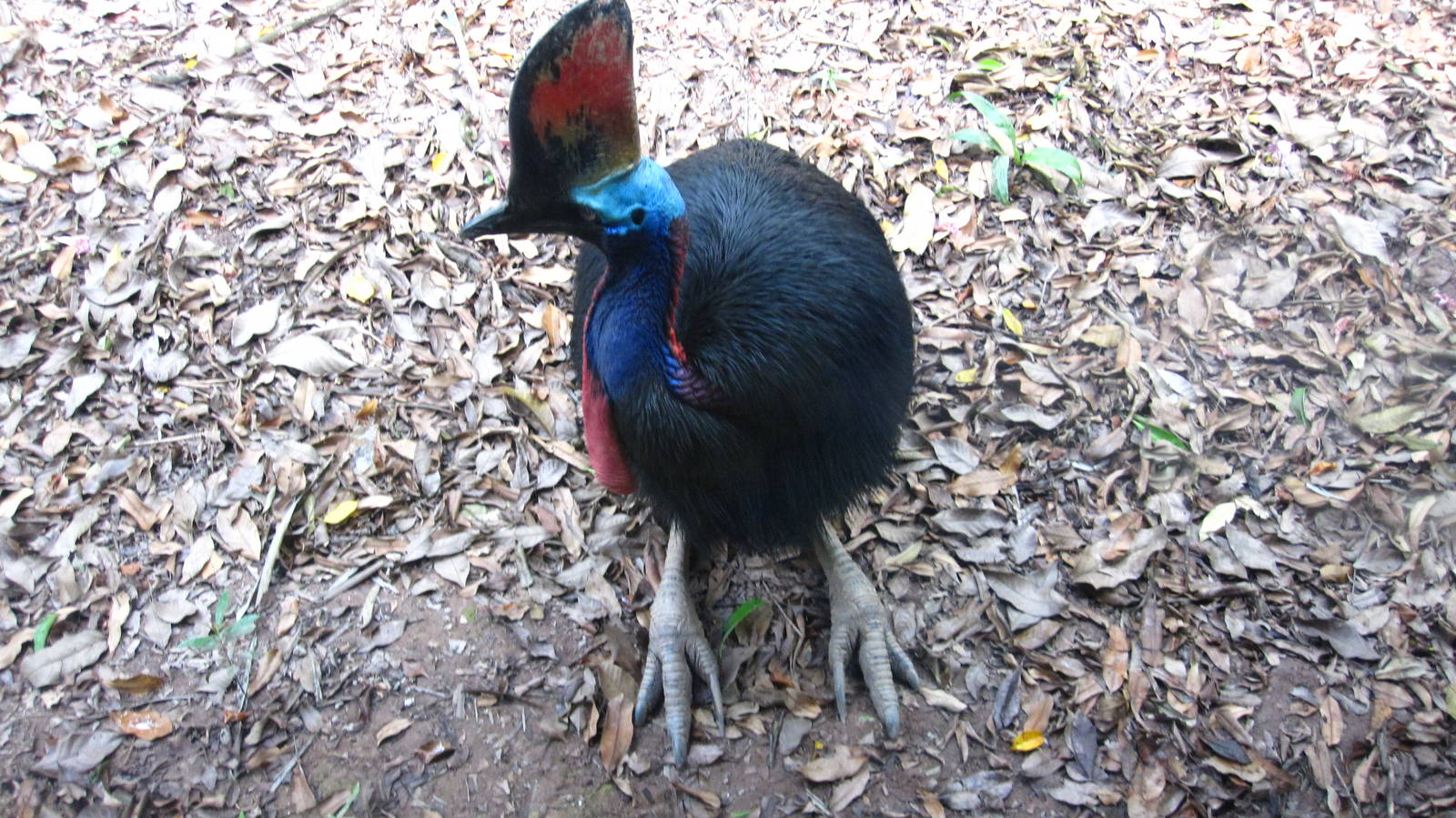 Dinosaur Descendants - Southern Cassowary