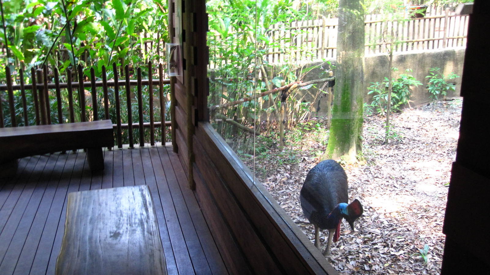 Dinosaur Descendants - Southern Cassowary