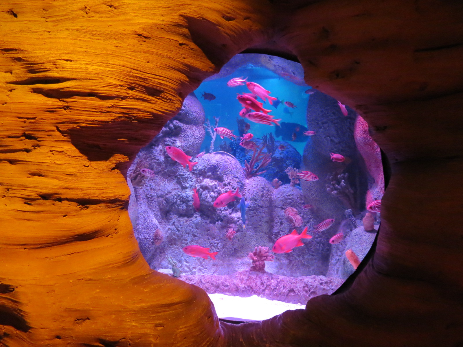 Dinosaur Dive - Bubble Tank