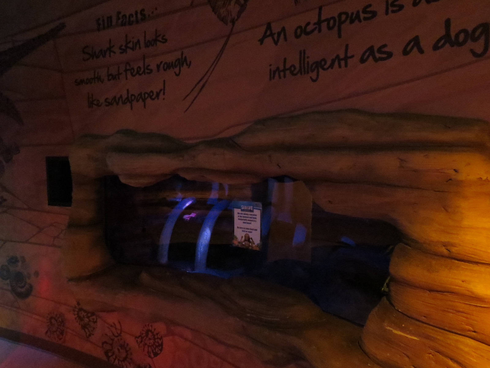 Dinosaur Dive - Empty Tank