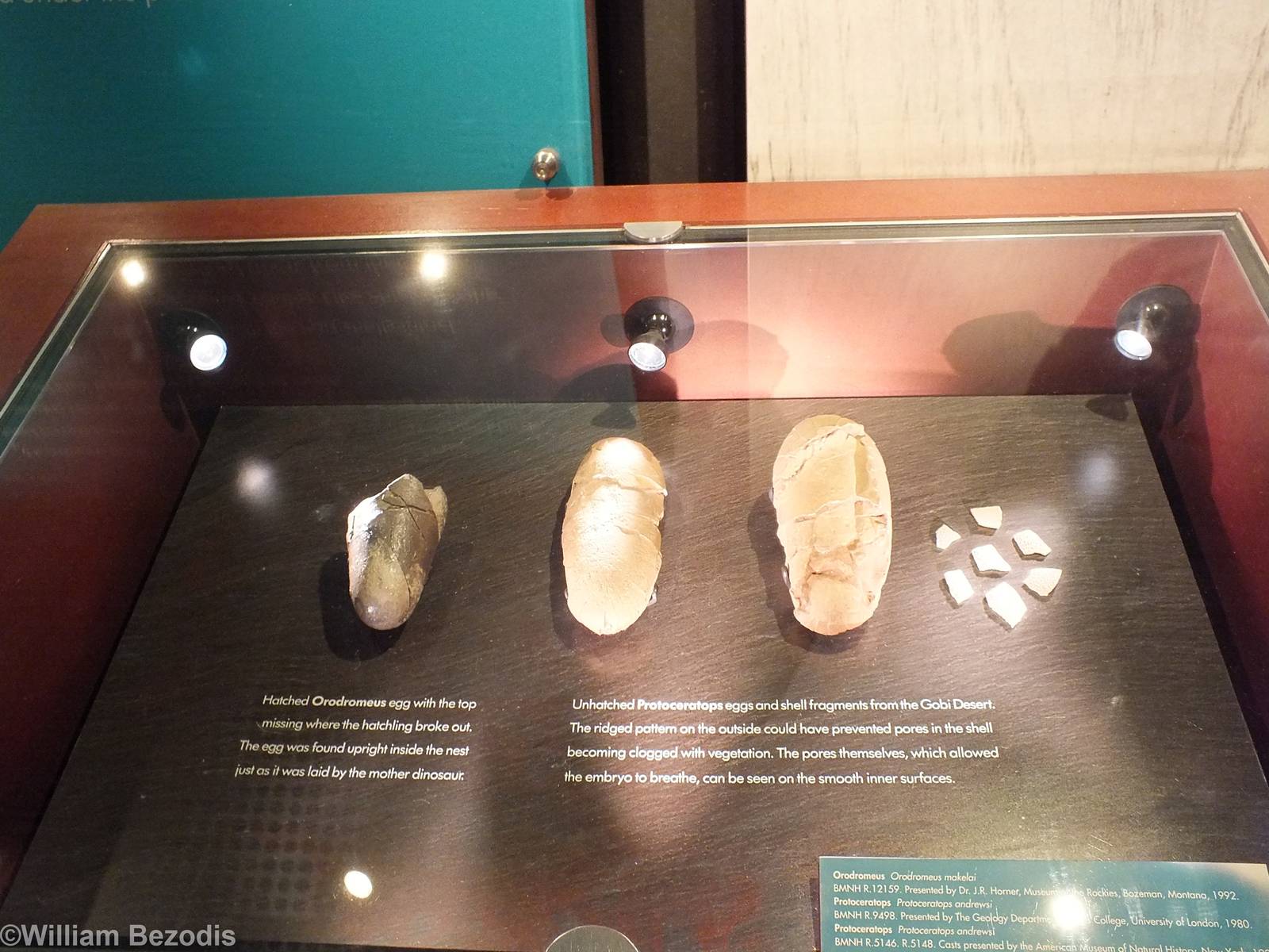 Dinosaur Eggs - NHM London