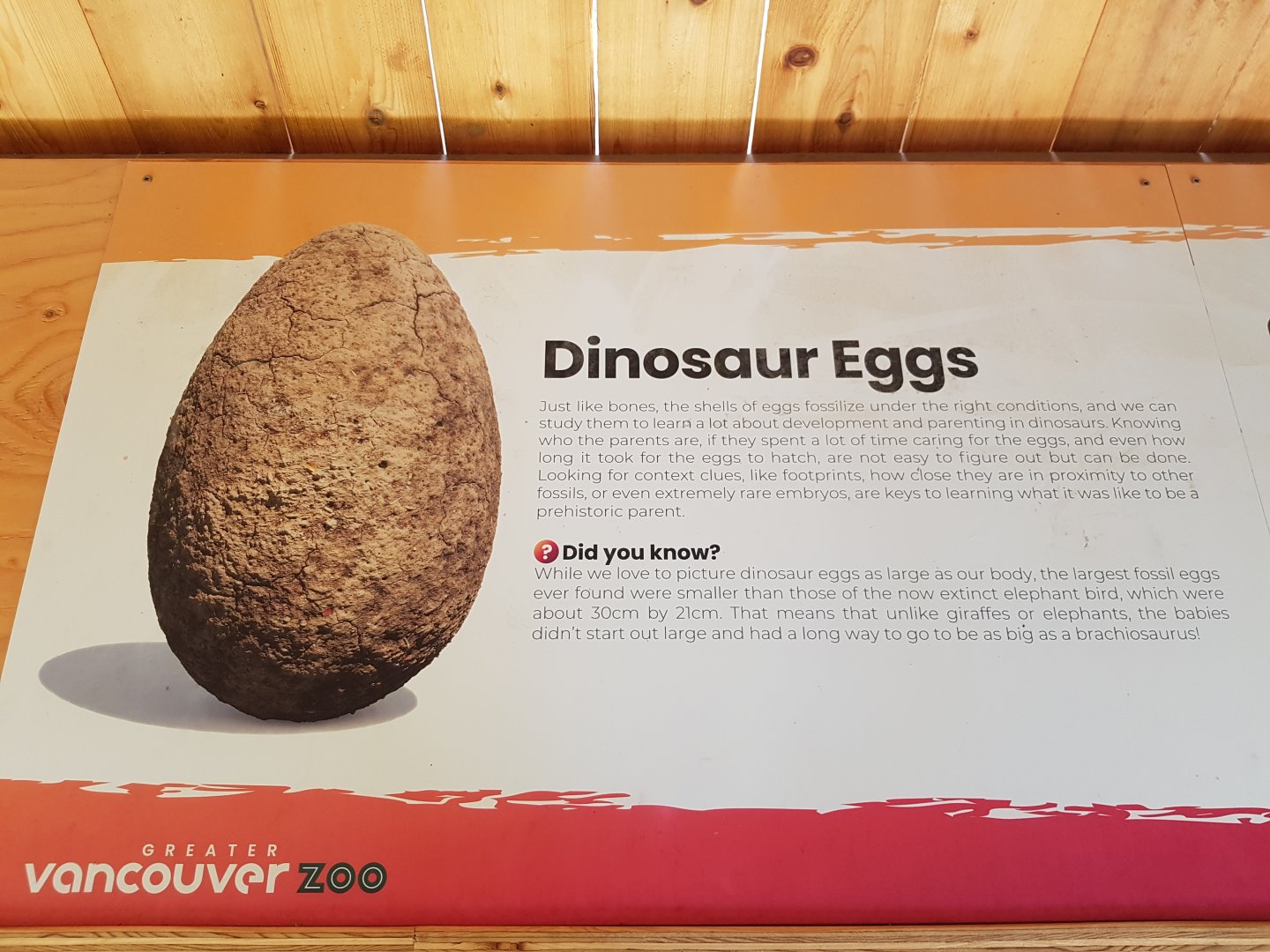 Dinosaur Eggs Sign