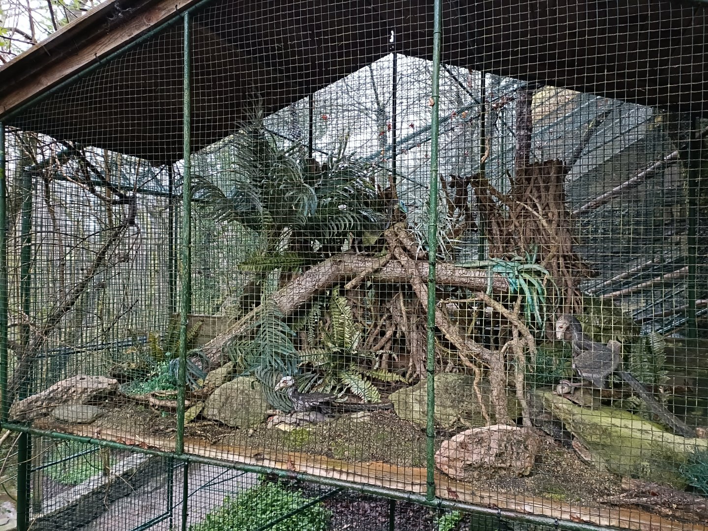 Dinosaur exhibit- Avifauna Lugo