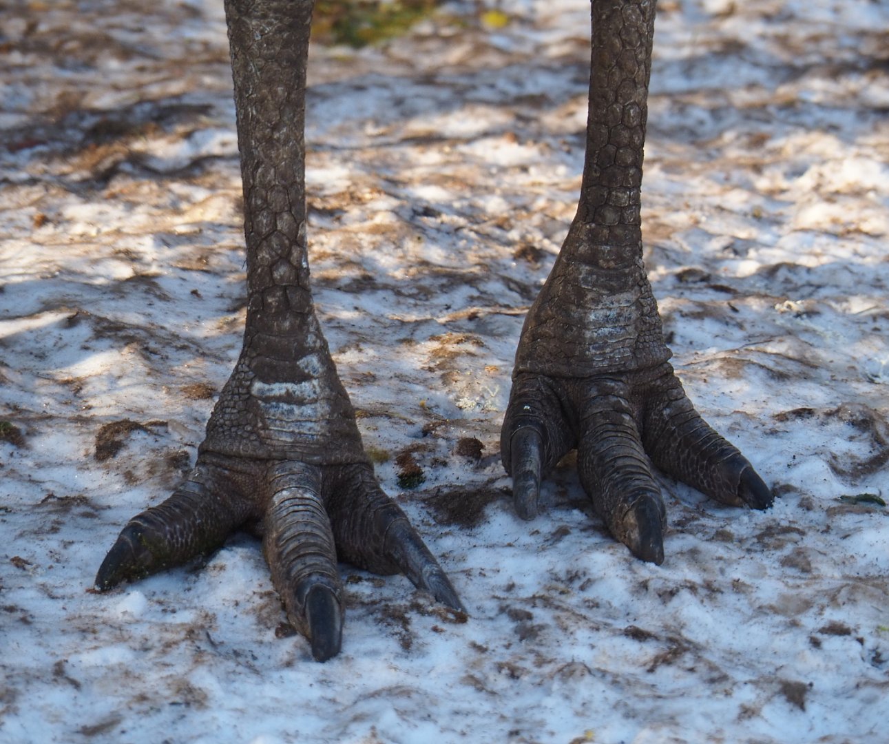 Dinosaur feet in the snow, 2021-02-14