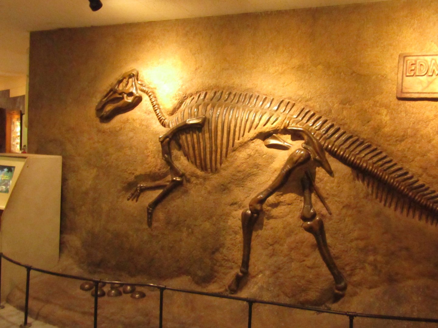 Dinosaur Fossil Display