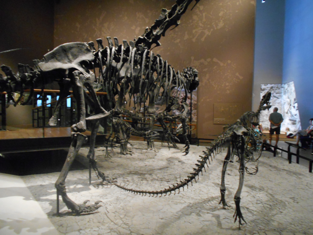 Dinosaur hall