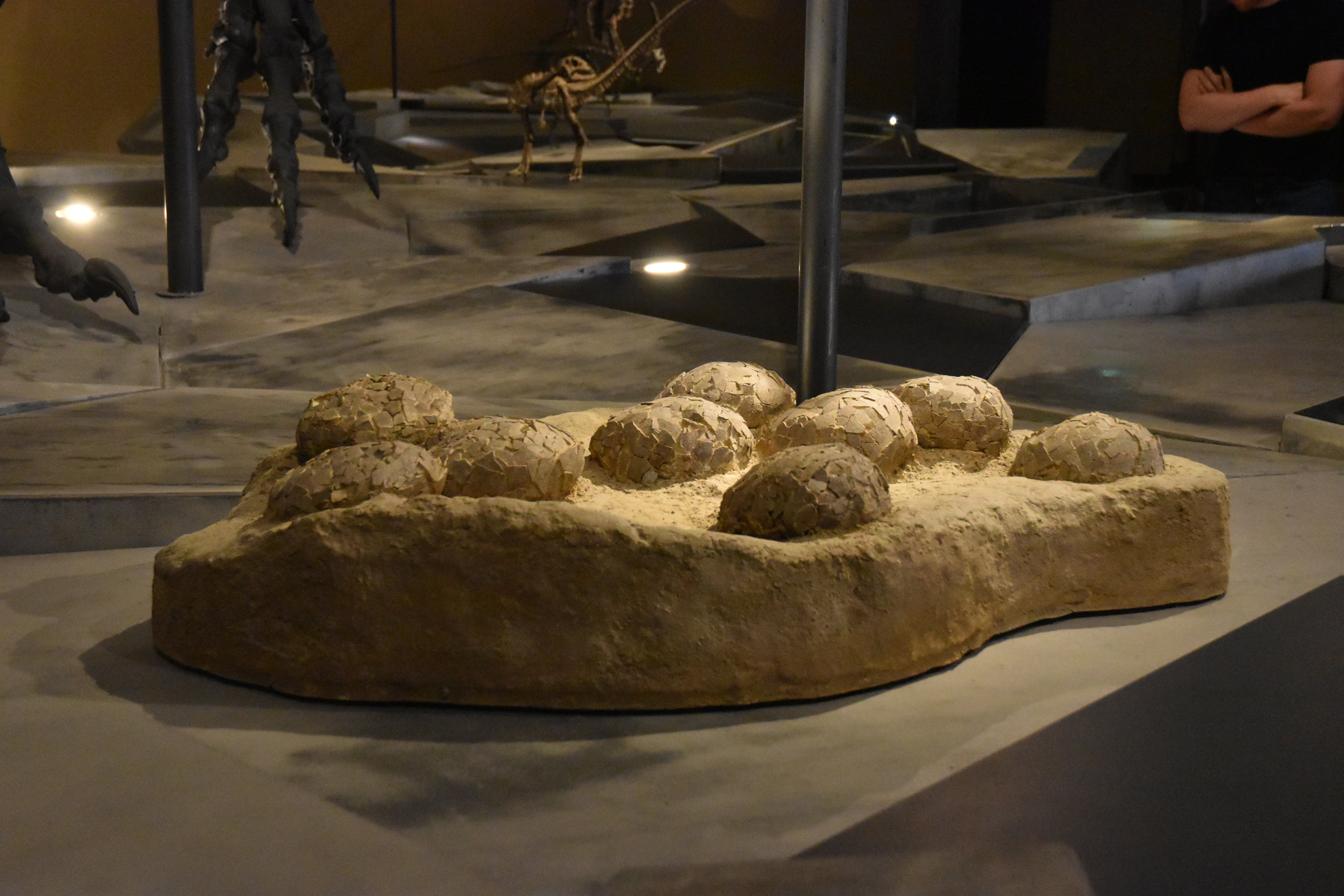 Dinosaur Nest Specimen, Museum für Naturkunde, Berlin, 7th June 2023