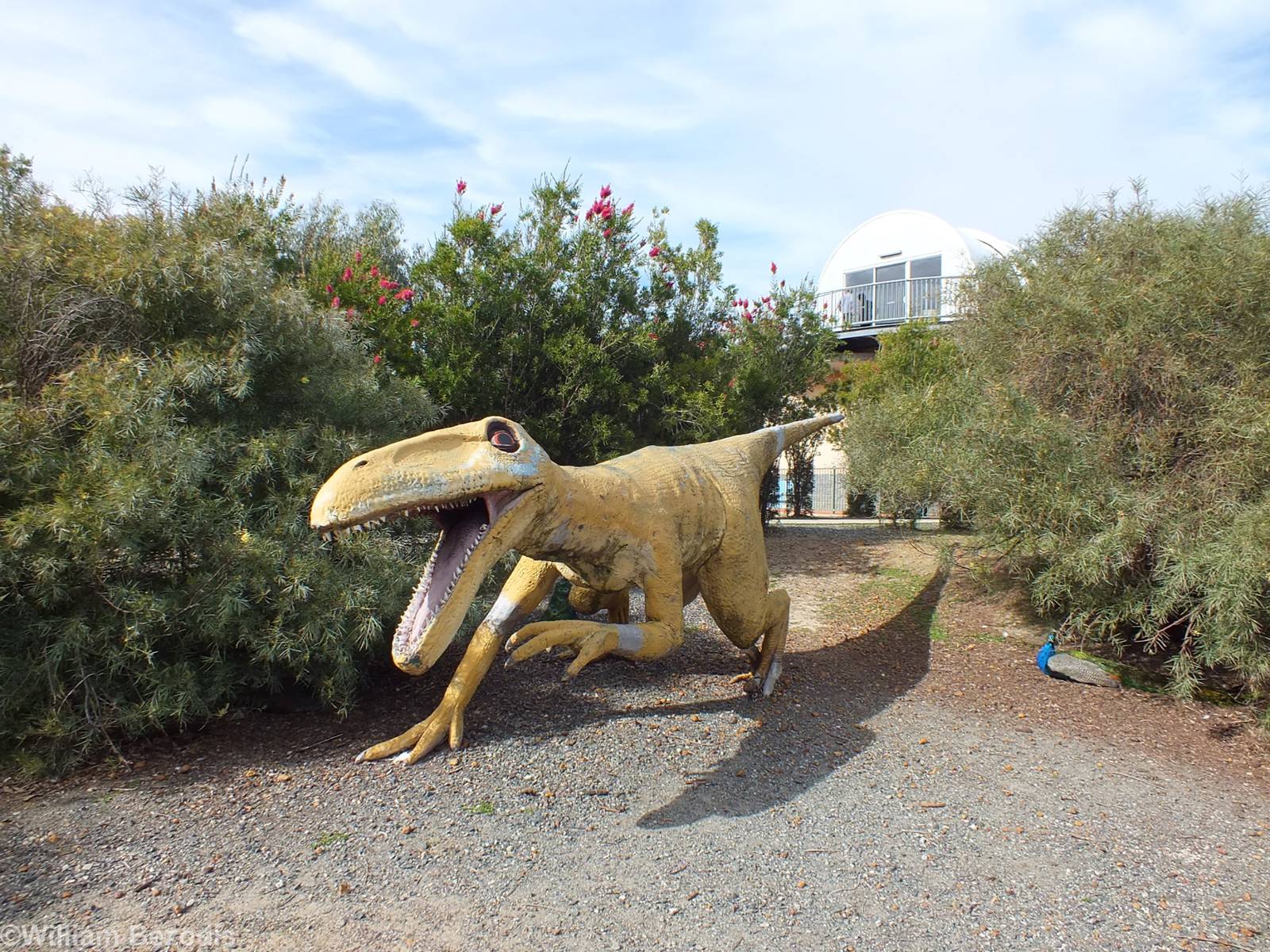 Dinosaur of Some Kind - Cohunu Koala Park