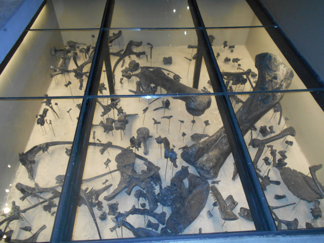 Dinosaur quarry under the floor