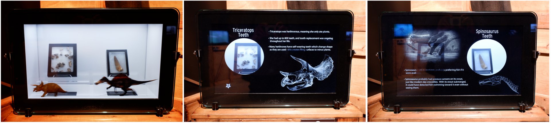 dinosaur teeth display (innovative)
