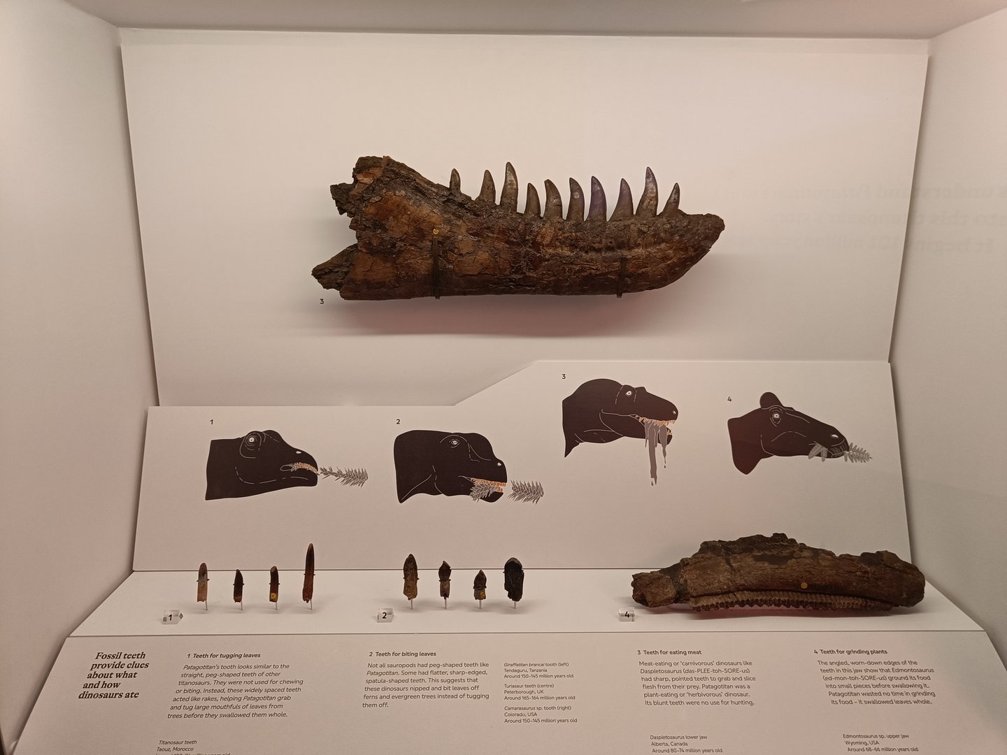 Dinosaur Teeth Display