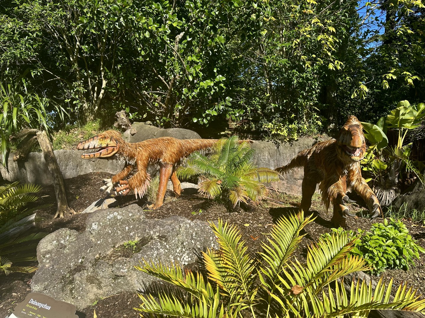 Dinosaur Track - Deinonychus