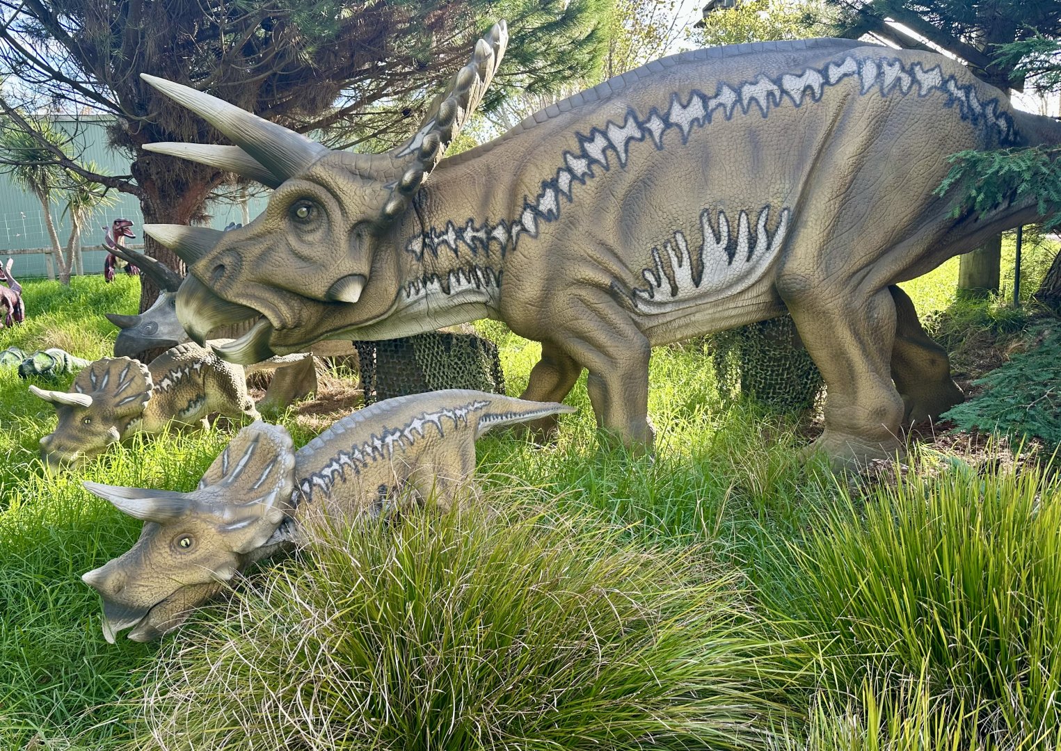 Dinosaur Track - Triceratops