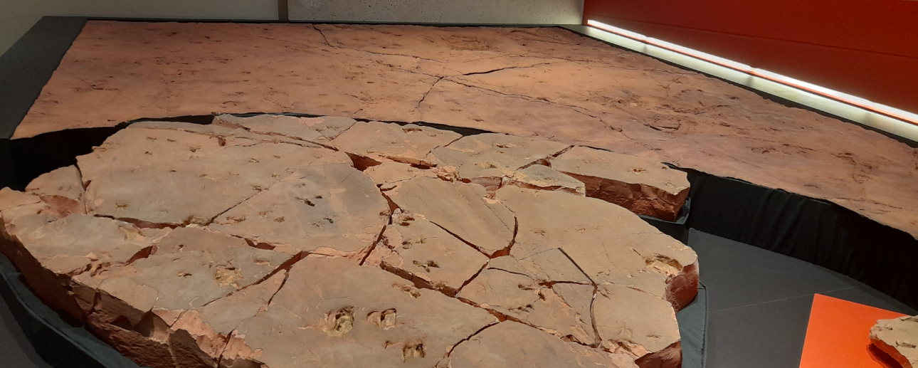 Dinosaur Tracks - Queensland Museum