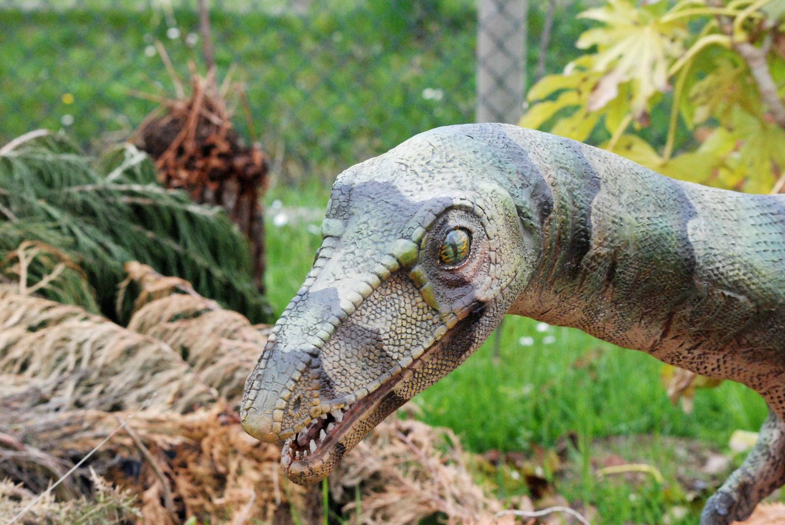 Dinosaur Valley at Twycross, 18/05/13