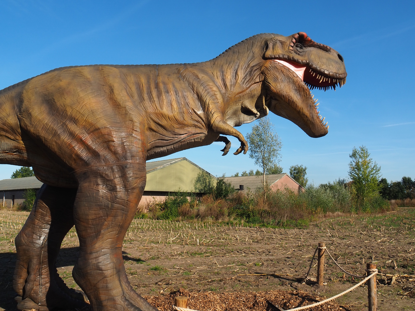 Dinosaur Weeks - Tyrannosaurus rex sculpture, 2022-10-09