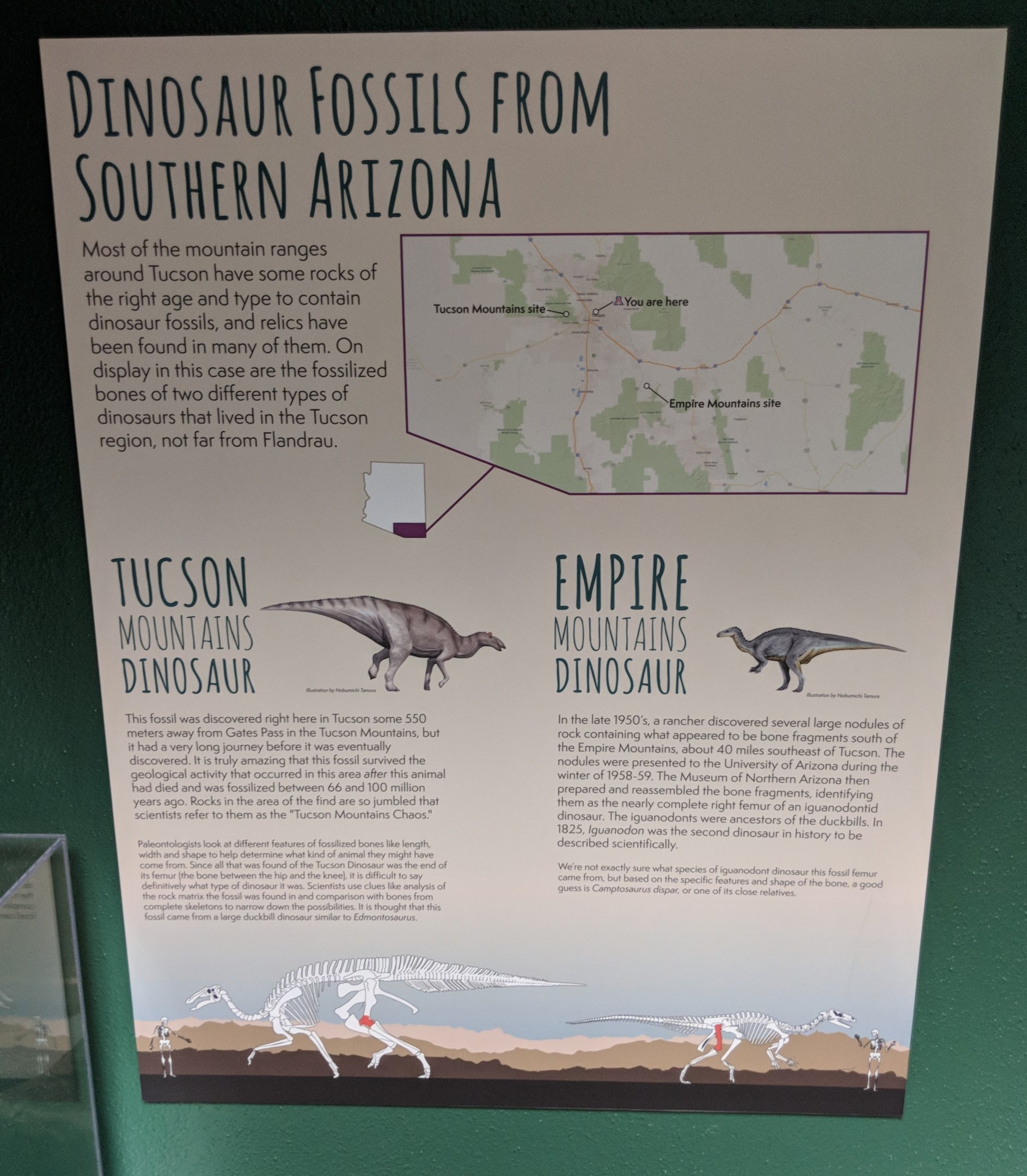 Dinosaurs from Southern Arizona signage
