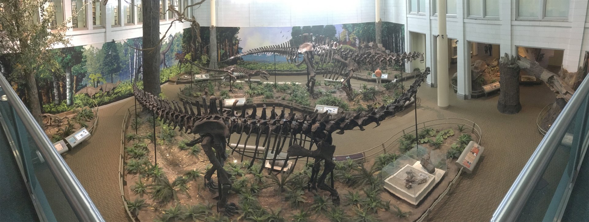 Dinosaurs In Their Time Diplodocus & Apatasaurus