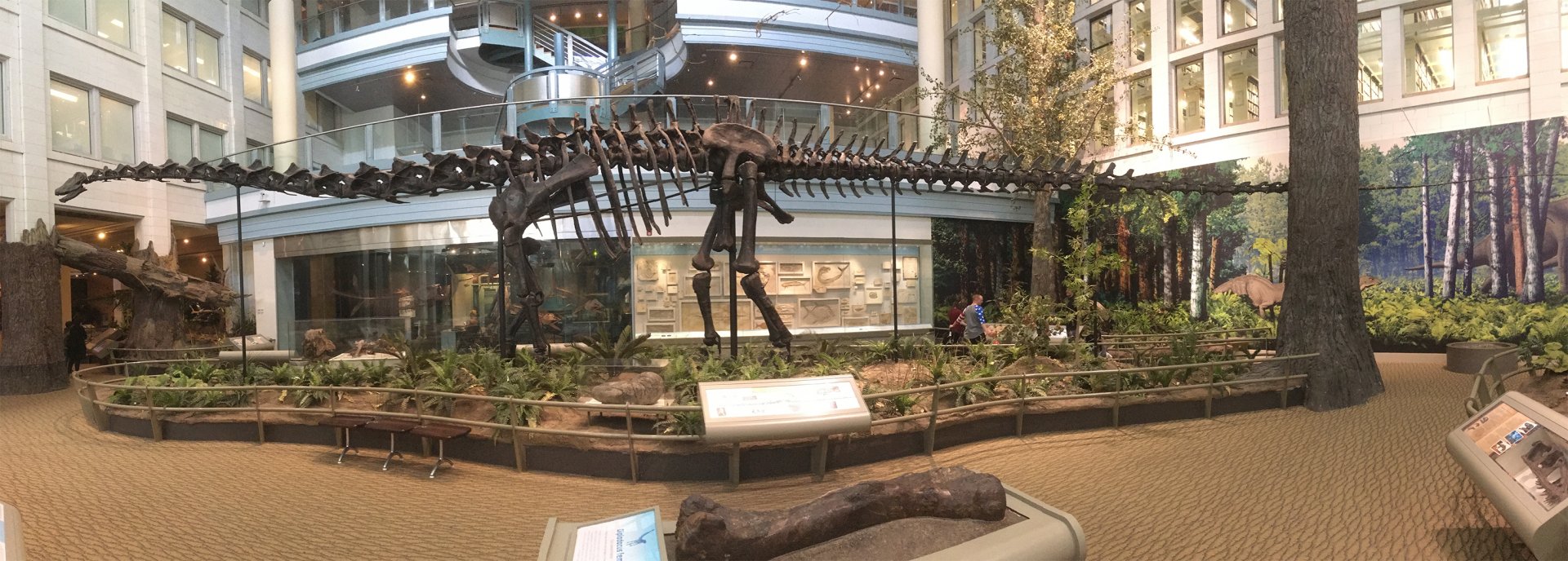 Dinosaurs In Their Time Diplodocus