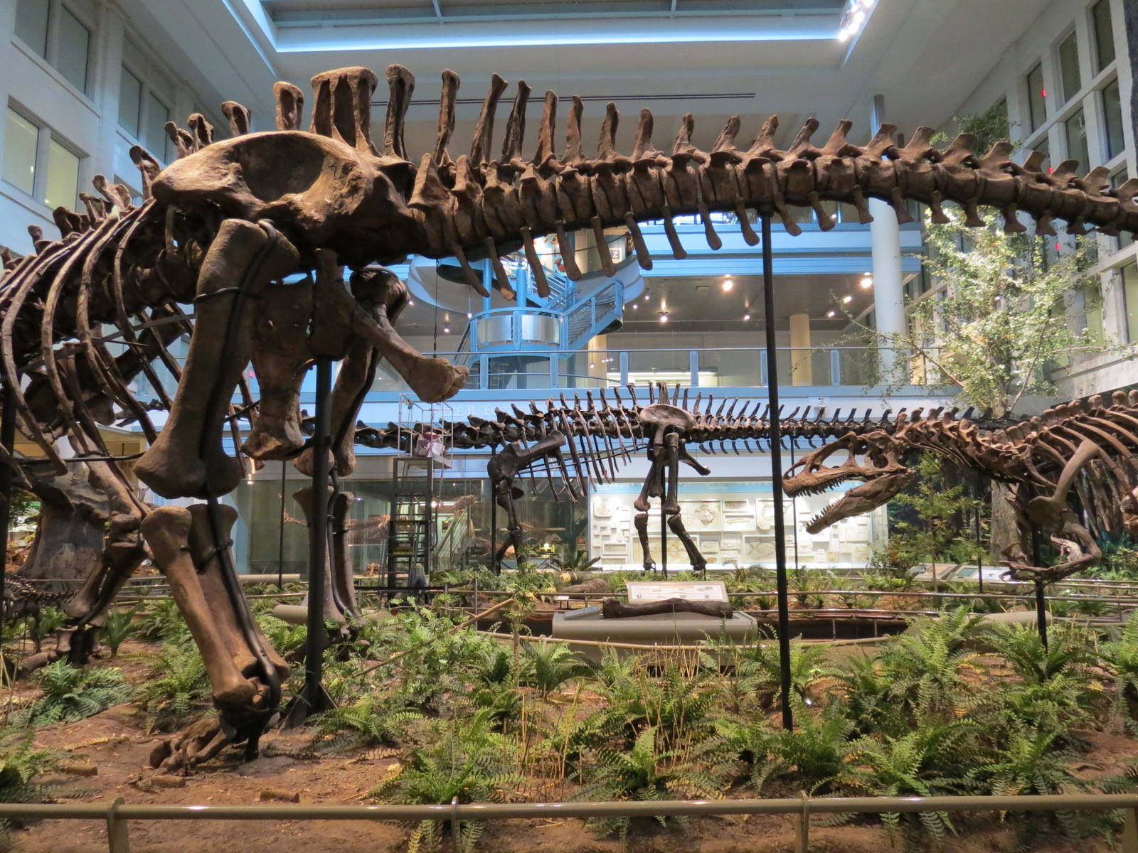 Dinosaurs In Their Time