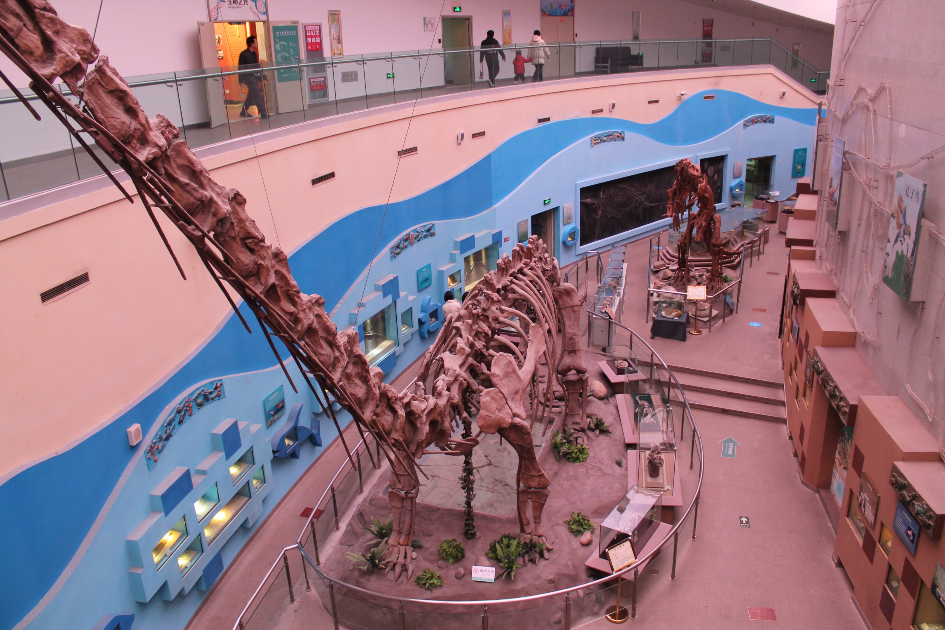 Dinosaurs - Shaanxi Nature Museum