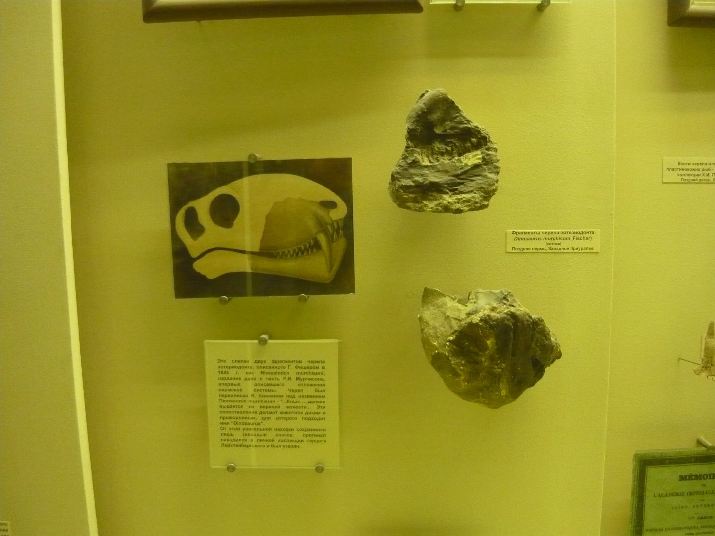 Dinosaurus murchisoni skull fragments