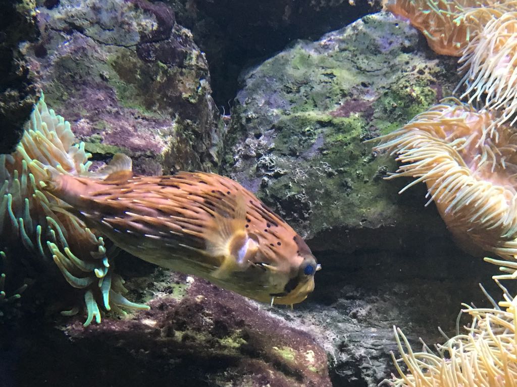 Diodon holocanthus 280118