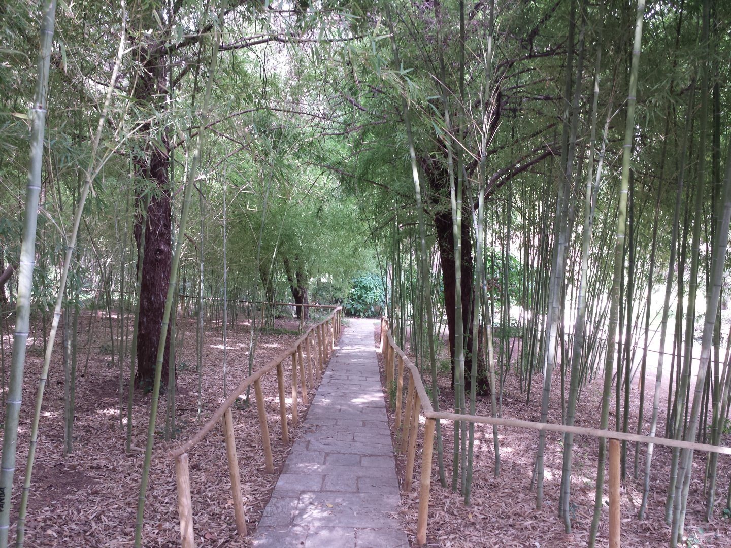 Diomedes's Botanical Garden